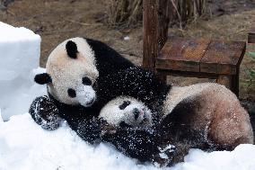 Giant Panda Playing With Snow in Chongqing Zoo