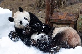 Giant Panda Playing With Snow in Chongqing Zoo