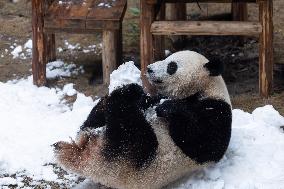 Giant Panda Playing With Snow in Chongqing Zoo