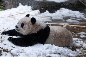 Giant Panda Playing With Snow in Chongqing Zoo