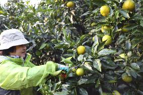 Harvest of jabara in western Japan