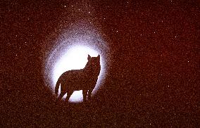 Black Nights Film Festival (PÃFF)