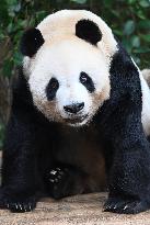 Panda Arrives In West Java - Indonesia
