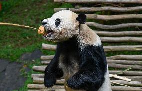 Panda Arrives In West Java - Indonesia
