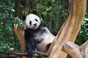 Panda Arrives In West Java - Indonesia