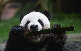Panda Arrives In West Java - Indonesia