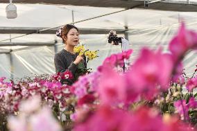 China's Online Sales Industry