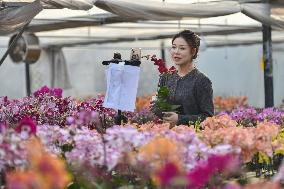 China's Online Sales Industry