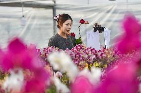 China's Online Sales Industry