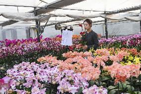 China's Online Sales Industry