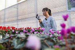 China's Online Sales Industry