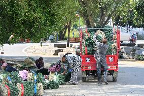 Chive Industry - China