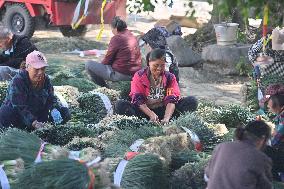 Chive Industry - China