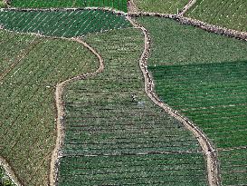 Chive Industry - China