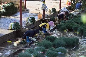 Chive Industry - China