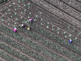 Chive Industry - China