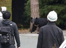 Rising bear sightings in Japan