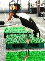 Saddle-billed stork