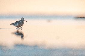 BARD-TAILED GODWIT