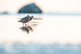 BARD-TAILED GODWIT