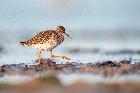 COMMON REDSHANK