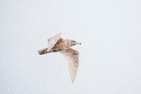 GLAUCOUS GULL