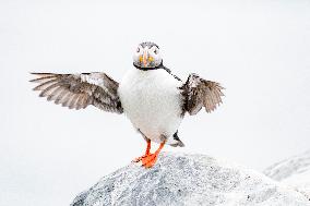 ATLANTIC PUFFIN