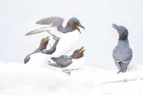 RAZORBILL