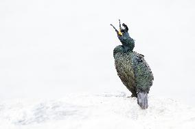 CORMORANT