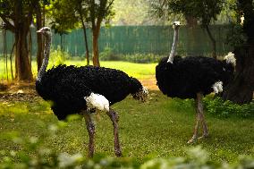 Emu at National Zoological Park - New Delhi