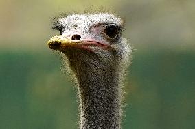 Emu at National Zoological Park - New Delhi