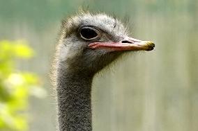 Emu at National Zoological Park - New Delhi