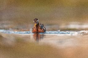 BROADBILLED SANDPIPER
