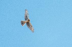HEN HARRIER