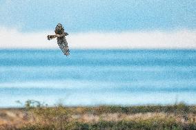HEN HARRIER