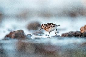 BROAD-BILLED SANDPIPER