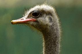 Ostrich at National Zoological Park - New Delhi