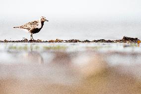 GREY PLOVER