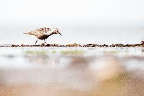 GREY PLOVER