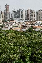 Illustration - Ecology in Belem - Brazil