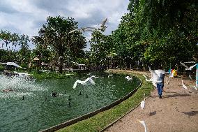 Illustration - Ecology in Belem - Brazil