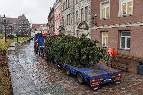 Tallinn's Christmas tree