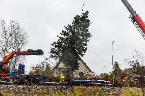 Tallinn's Christmas tree