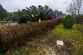 Tallinn's Christmas tree