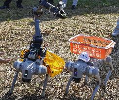 Robots for lemon harvesting