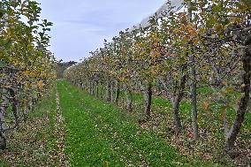 Annie Genevard Visits the Rhone Region - France