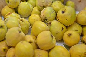 Annie Genevard Visits the Rhone Region - France