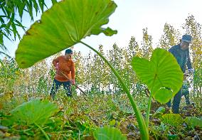 Agriculture Under Cold Wave