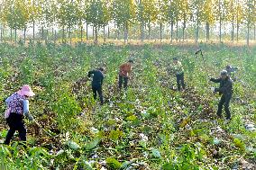 Agriculture Under Cold Wave