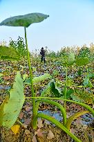 Agriculture Under Cold Wave